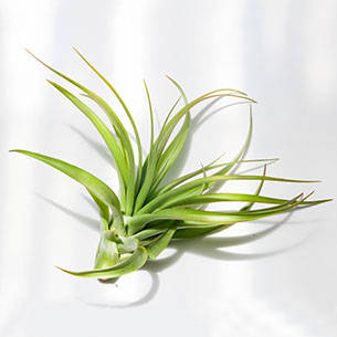 Tillandsia Multiflora - Air Plant