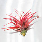 Tillandsia Multiflora - Air Plant