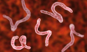 Parasite 1