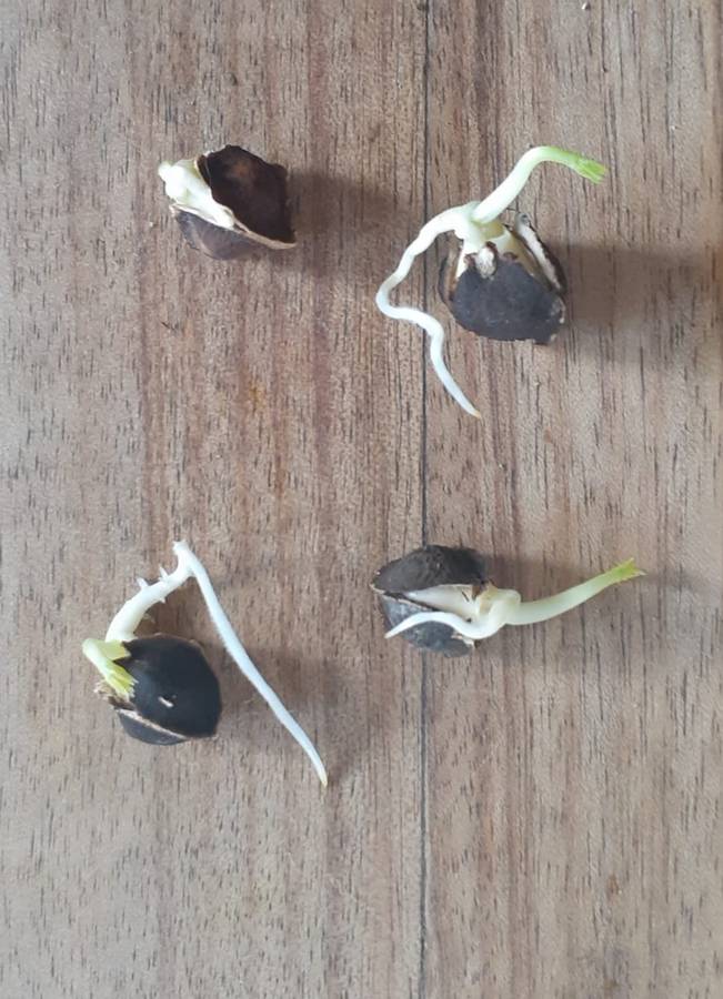 Moringa Seeds