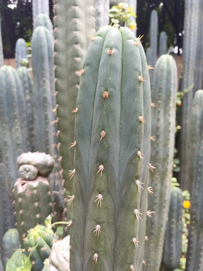 San Pedro cactus (Echinopsis pachanoi)