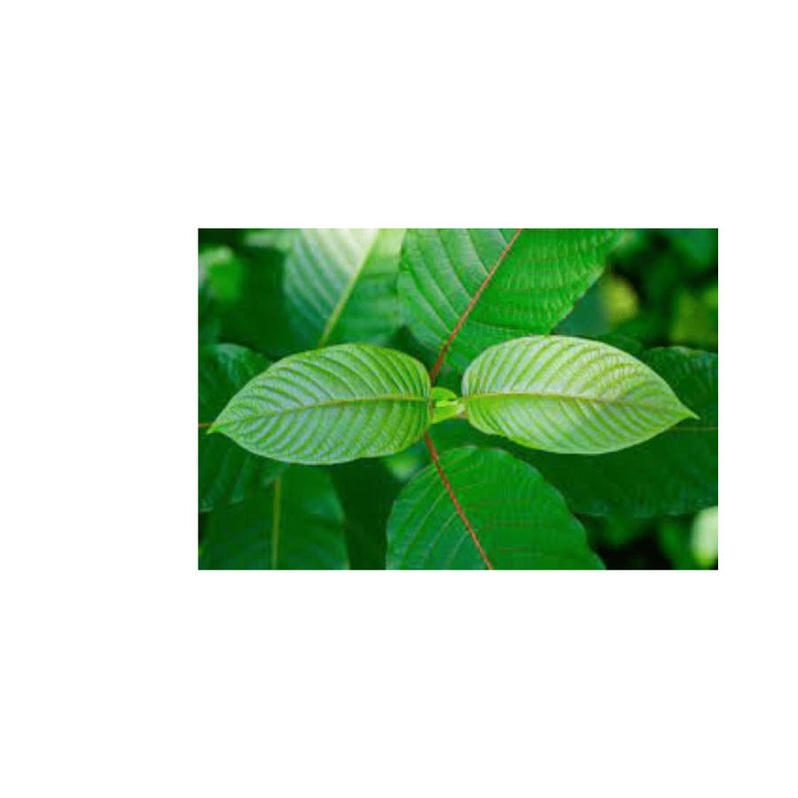 White Kratom Capsules (60) 600mg