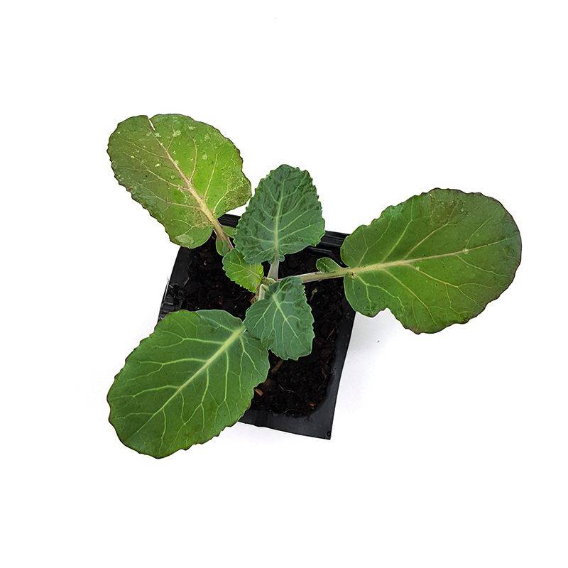 Palm Gardens Cauliflower Plant Seed to Seedling Home Grow Starter Kit