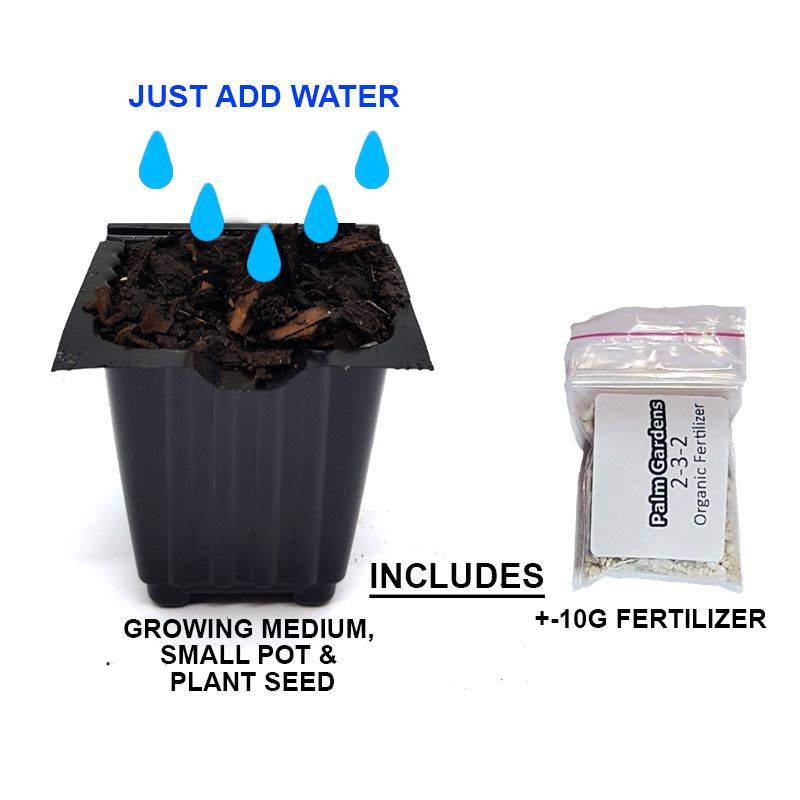 Palm Gardens Cauliflower Plant Seed to Seedling Home Grow Starter Kit