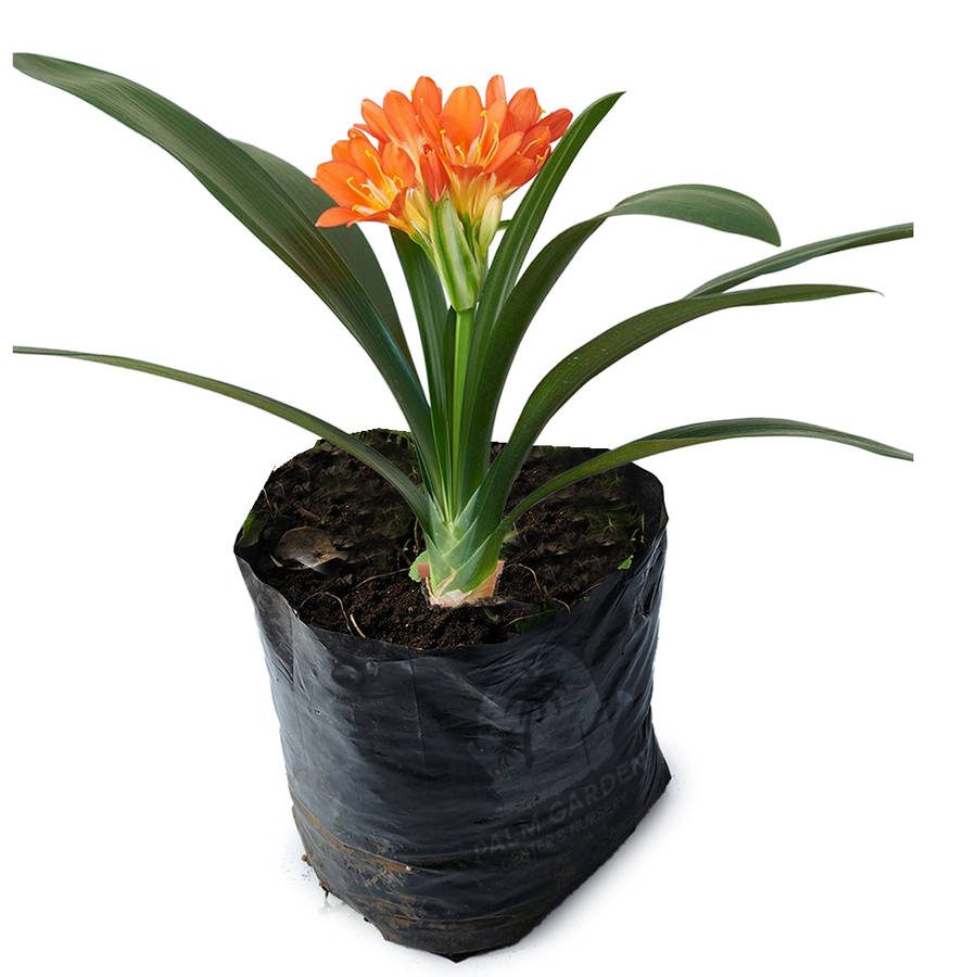 Clivia Miniata Bush Lily (Orange)