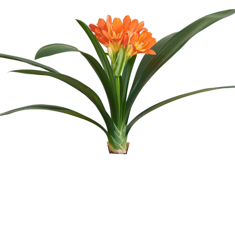 Clivia Miniata Bush Lily (Orange)
