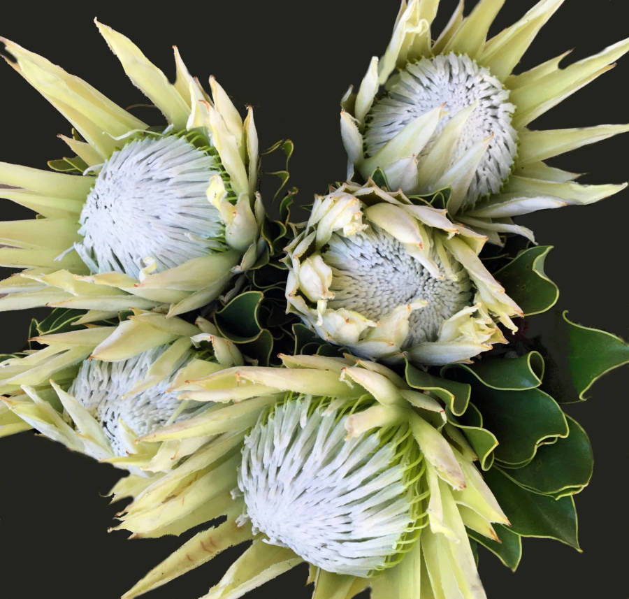 King Protea - Cynaroides