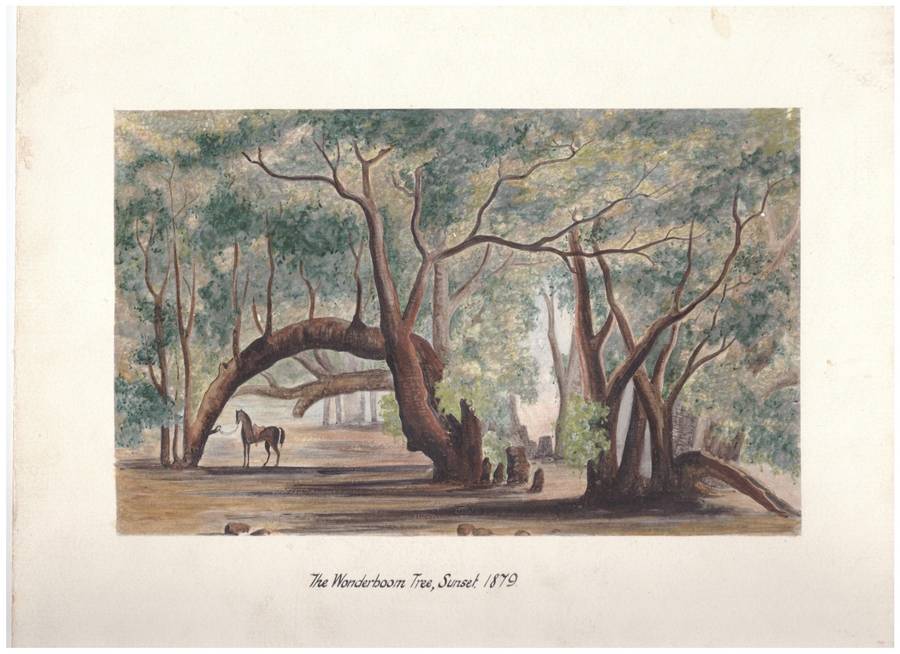 The Wonderboom Tree, Sunset 1879 (Pretoria) - Roberts, Mrs