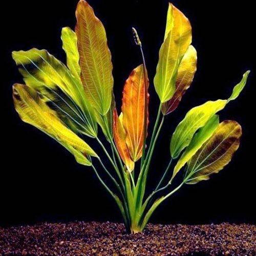 Echinodorus x Rose