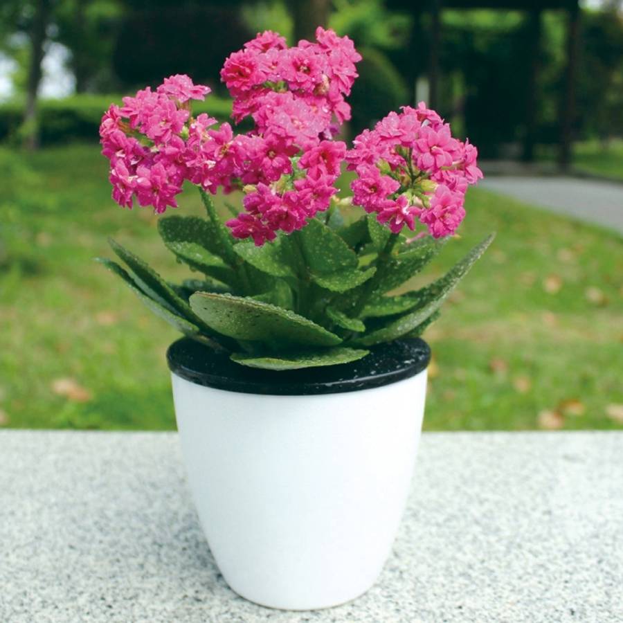 Lazy Flower Pots Automatic Water-absorbing Hydroponic Potted Plants Circular Resin Plastic Flower...
