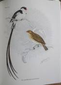 The Birds of Southern Africa by Finch-Davies (numbered edition)
