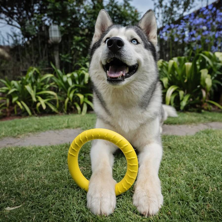 Loop Ring EVA Dog Toy | Zugo | Durable Floating Ring for Tug, Fetch & Water Play