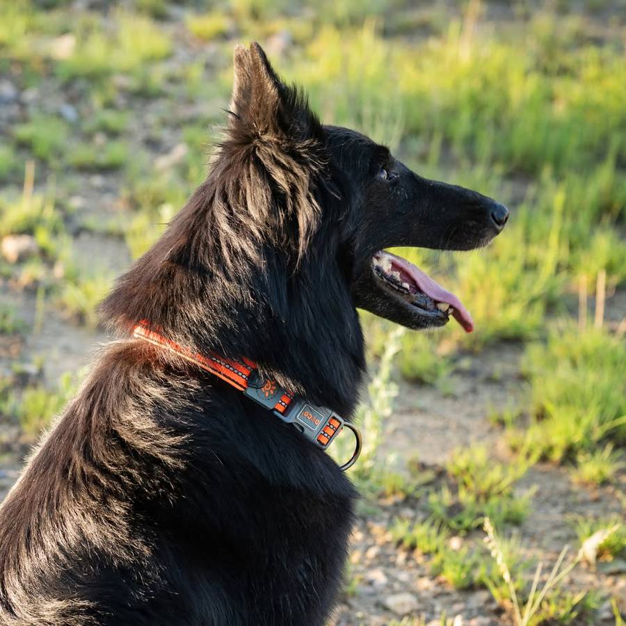 Doco Vario Dog Collar - M - Orange | Doco | Bright Orange Collar for Medium Dogs