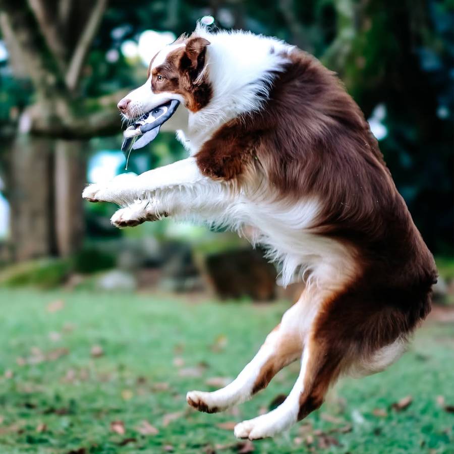 Frisbee Sloth Plush Dog Toy | Zugo | Soft, Unique Plush for Interactive Dog Play & Cuddling