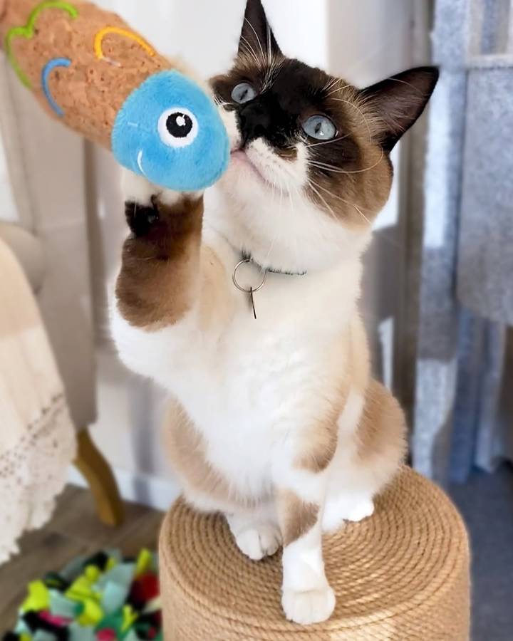 Fish Plush Catnip Toy  Cat Toy | Zugo | Cartoony Catnip Plush Fish Toy for Curious Cats