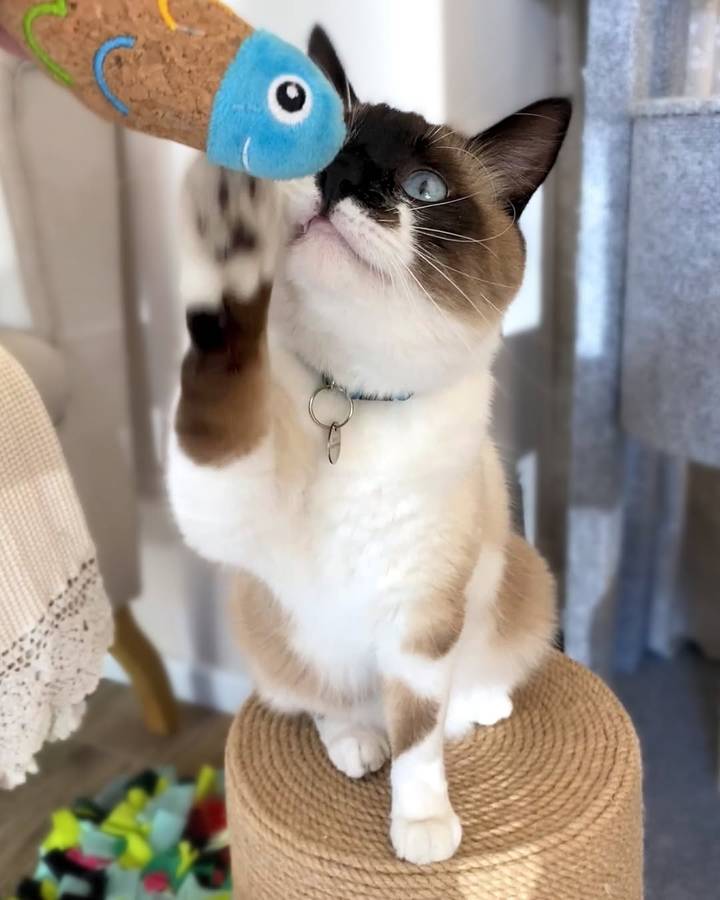 Fish Plush Catnip Toy  Cat Toy | Zugo | Cartoony Catnip Plush Fish Toy for Curious Cats