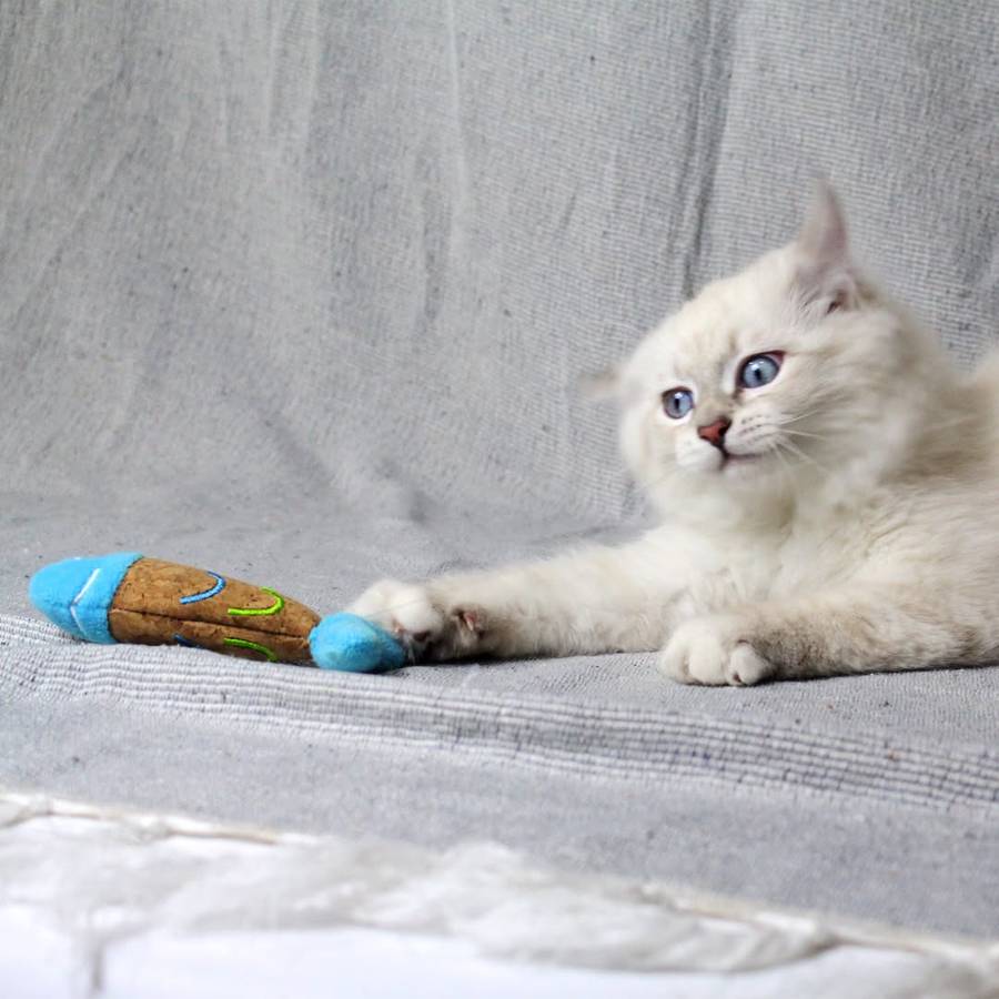 Fish Plush Catnip Toy  Cat Toy | Zugo | Cartoony Catnip Plush Fish Toy for Curious Cats
