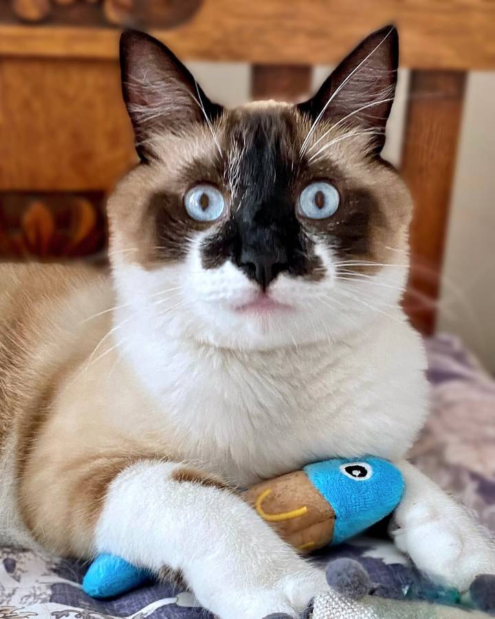 Fish Plush Catnip Toy  Cat Toy | Zugo | Cartoony Catnip Plush Fish Toy for Curious Cats