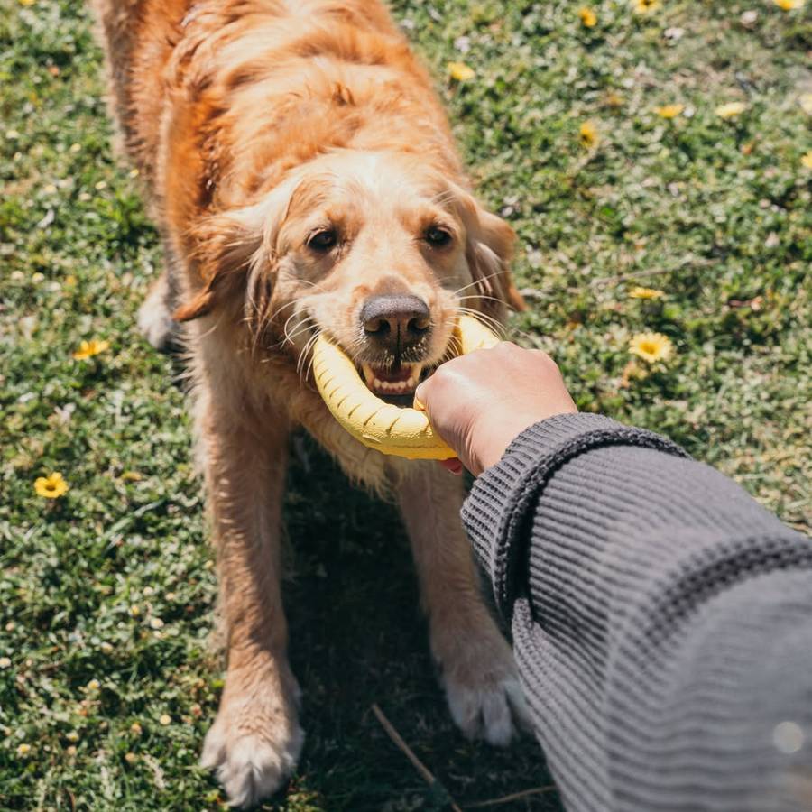 Loop Ring EVA Dog Toy | Zugo | Durable Floating Ring for Tug, Fetch & Water Play