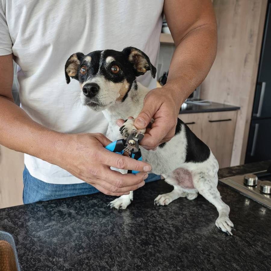 Dog Nail Clipper  Large | Robust, Comfortable Claw Care for Large Breeds