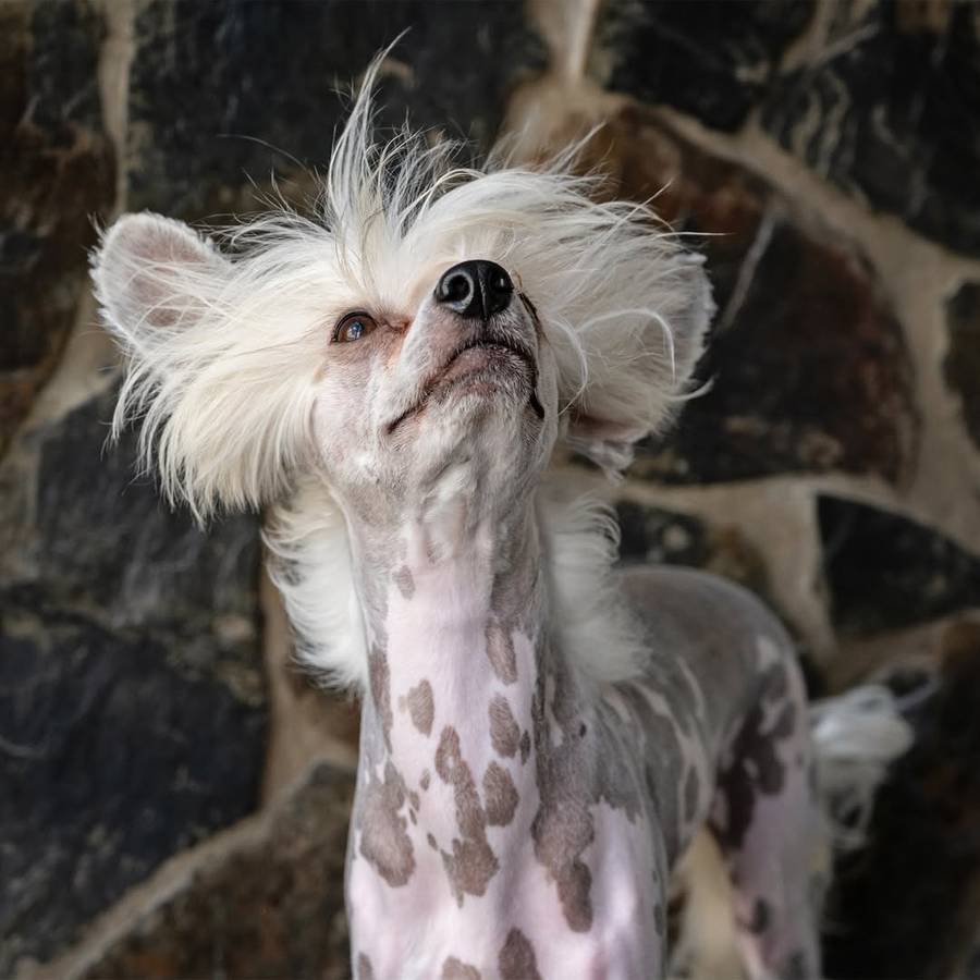 Slick Dog Brush  Small | Fine Bristle Grooming Tool for Small Dogs