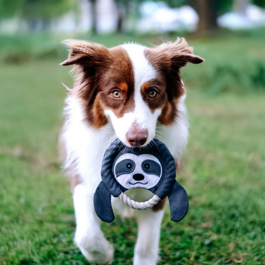 Frisbee Sloth Plush Dog Toy | Zugo | Soft, Unique Plush for Interactive Dog Play & Cuddling