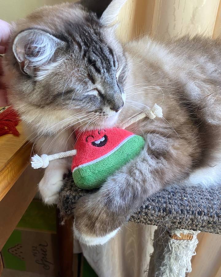 Watermelon Plush Catnip & Sound Toy  Cat Toy | Zugo | Soft, Squeaky Plush Cat Toy with Catnip