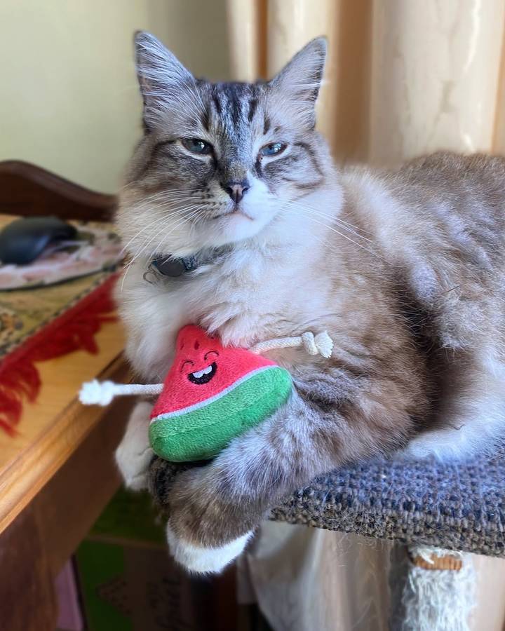 Watermelon Plush Catnip & Sound Toy  Cat Toy | Zugo | Soft, Squeaky Plush Cat Toy with Catnip