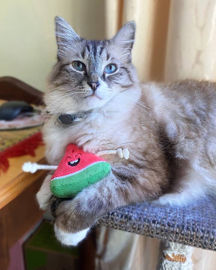 Watermelon Plush Catnip & Sound Toy  Cat Toy | Zugo | Soft, Squeaky Plush Cat Toy with Catnip