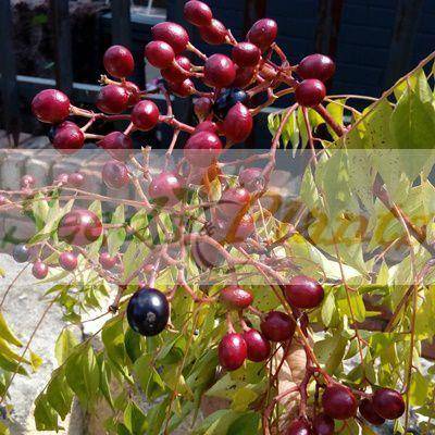 Curry Leaf (Murraya koenigii) - 5 Seeds/Berries