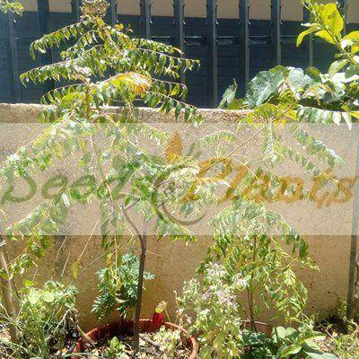 Curry Leaf (Murraya koenigii) - 5 Seeds/Berries