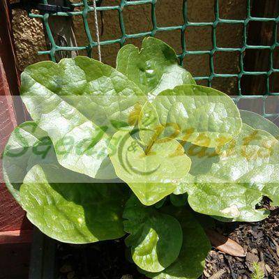 Green Malabar Spinach - 5 Seeds