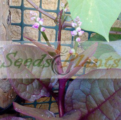 Red Malabar Spinach - 5 Seeds