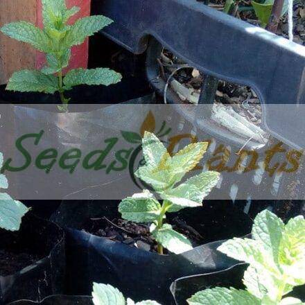 Spearmint Plant - 1 Small Plant