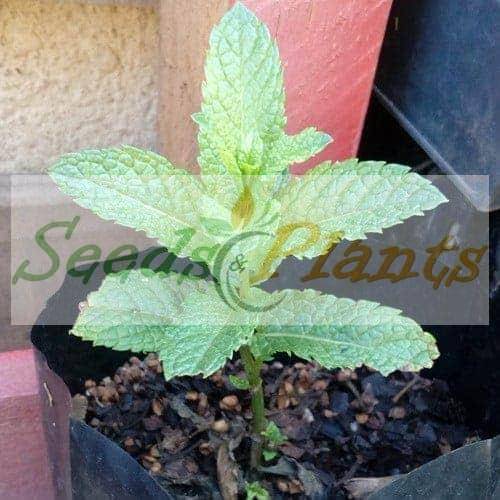 Spearmint Plant - 1 Small Plant