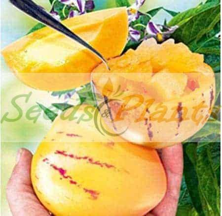 Pepino Melon - 5 Seeds