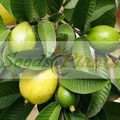 Guava Tree Seeds - 5 Seeds