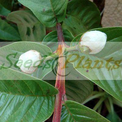 Guava Tree Seeds - 5 Seeds