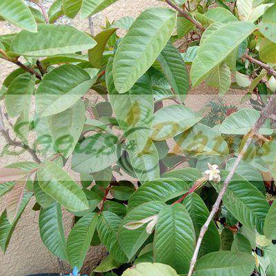 Guava Tree Seeds - 5 Seeds