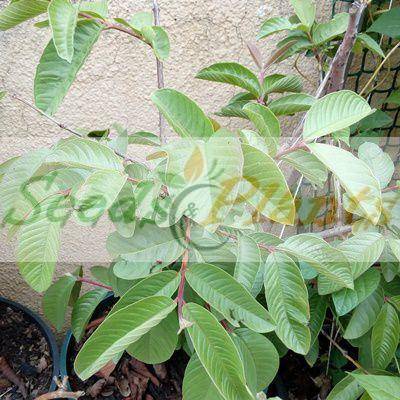 Guava Tree Seeds - 5 Seeds