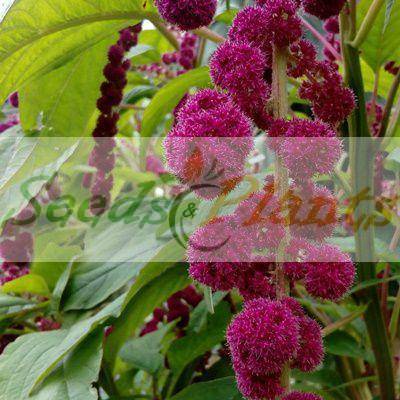 Dreadlocks Amaranth - 20 Seeds