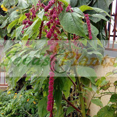 Dreadlocks Amaranth - 20 Seeds