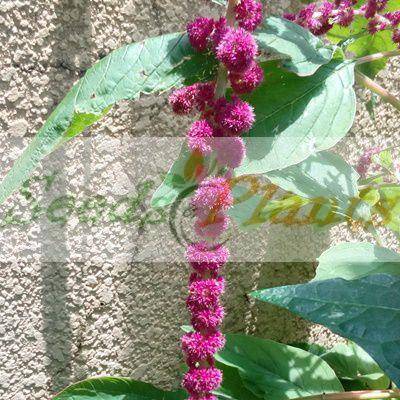 Dreadlocks Amaranth - 20 Seeds