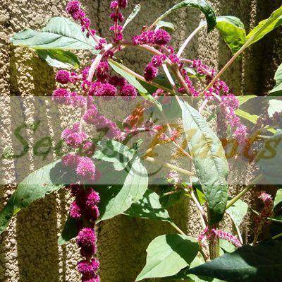 Dreadlocks Amaranth - 20 Seeds
