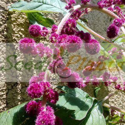Dreadlocks Amaranth - 20 Seeds