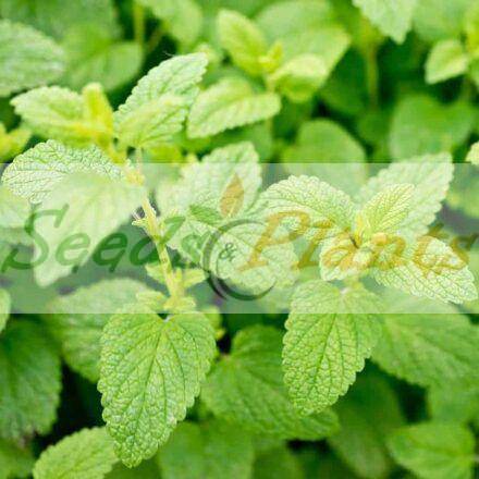 Lemon Balm - 20 Seeds