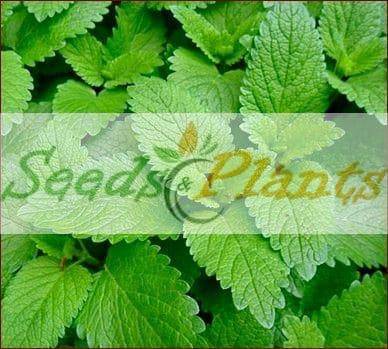 Lemon Balm - 20 Seeds