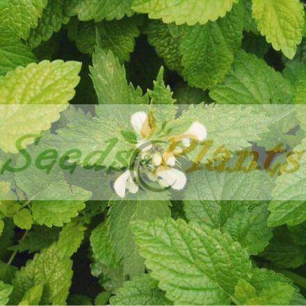 Lemon Balm - 20 Seeds