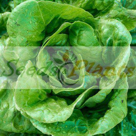 Butter Crunch Lettuce - 100 Seeds