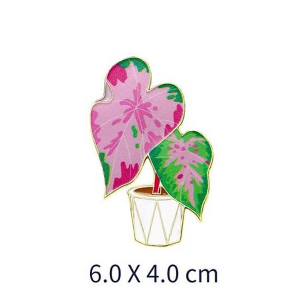 Caladium "Heart of Jesus" Magnet Set with Floating Display Frames